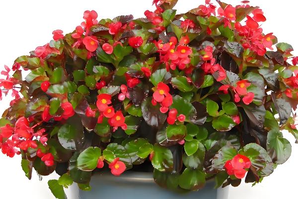 怎么养四季海棠，生长旺季要注意施肥