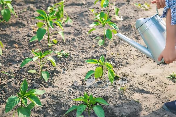 怎么养四季海棠，生长旺季要注意施肥
