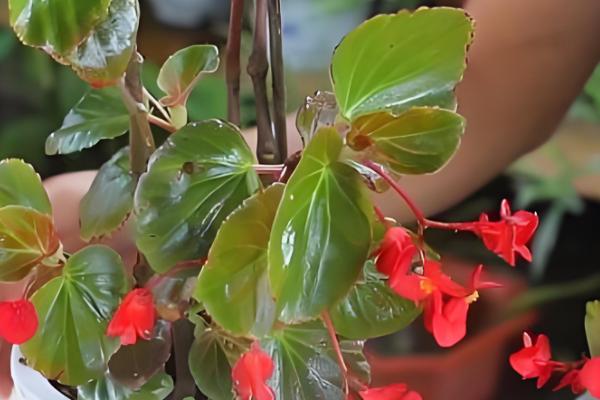 怎么养四季海棠，生长旺季要注意施肥