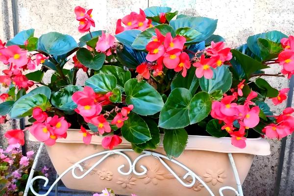 怎么养四季海棠，生长旺季要注意施肥