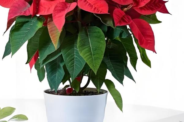 一品红有毒吗,汁液有毒但香味无毒