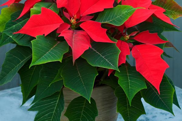 一品红有毒吗,汁液有毒但香味无毒