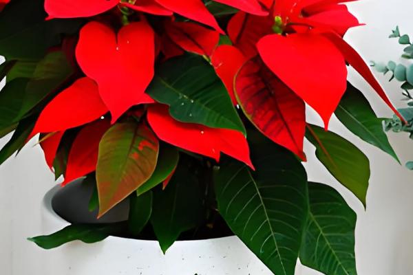 一品红有毒吗,汁液有毒但香味无毒