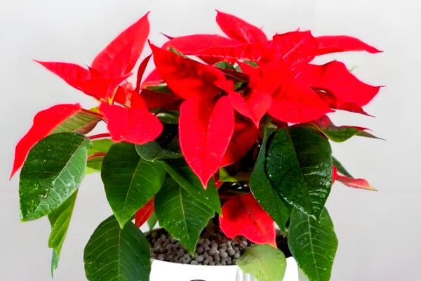 一品红有毒吗,汁液有毒但香味无毒