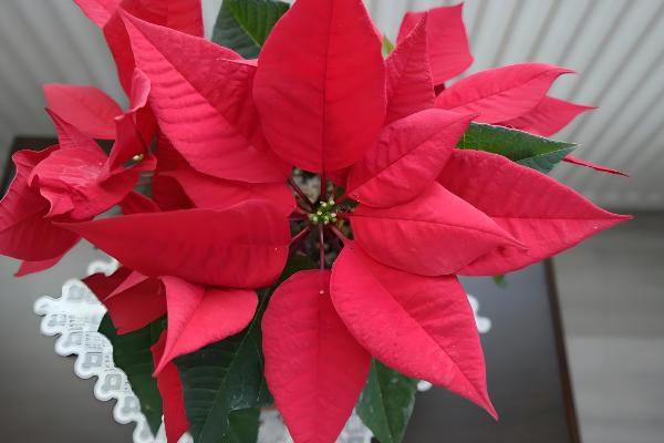 一品红有毒吗,汁液有毒但香味无毒