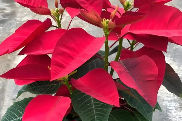 一品红有毒吗,汁液有毒但香味无毒