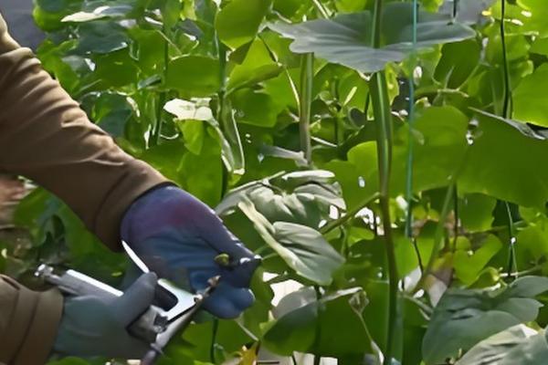 甜瓜授粉期要注意什么，在上午10点前完成授粉