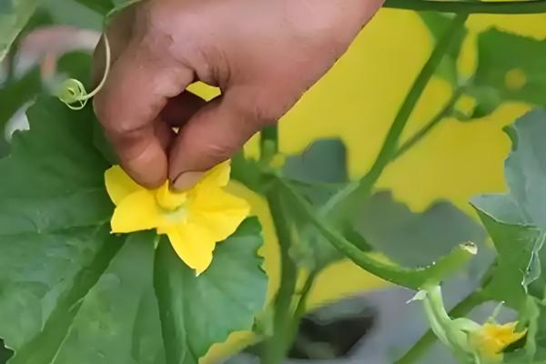 甜瓜授粉期要注意什么，在上午10点前完成授粉