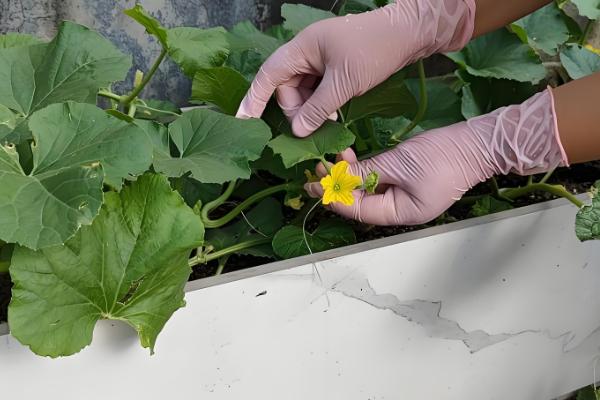 甜瓜授粉期要注意什么，在上午10点前完成授粉