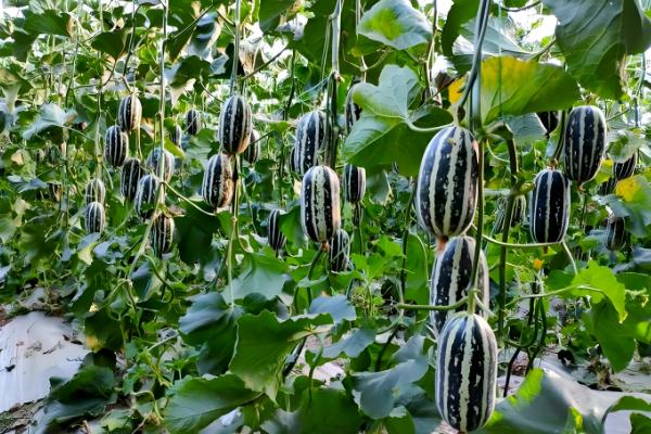 甜瓜授粉期要注意什么，在上午10点前完成授粉