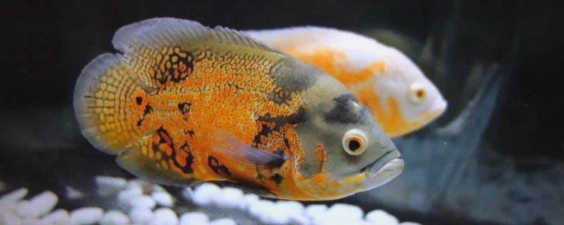地图鱼不吃食的原因，可能是环境不适所致