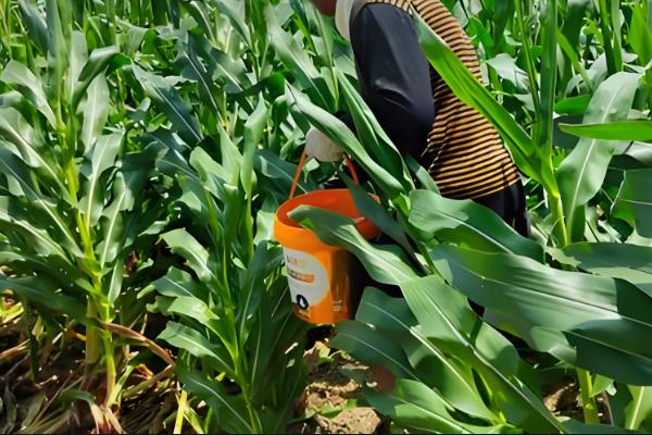 玉米抽穗时能不能使用硫酸钾，使用后可以加快抽穗速度