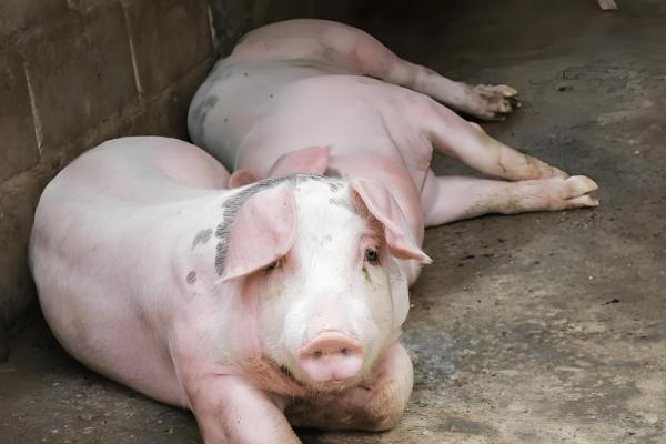 猪中暑的原因,可能是持续高温所致