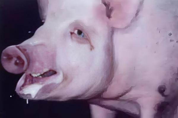 猪中暑的原因,可能是持续高温所致