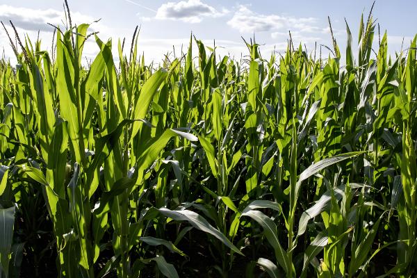 玉米抽穗时能不能使用硫酸钾，使用后可以加快抽穗速度