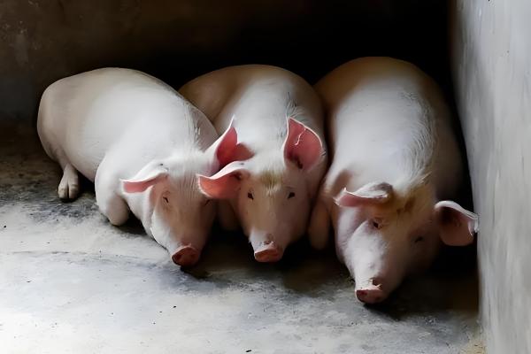 猪中暑的原因,可能是持续高温所致