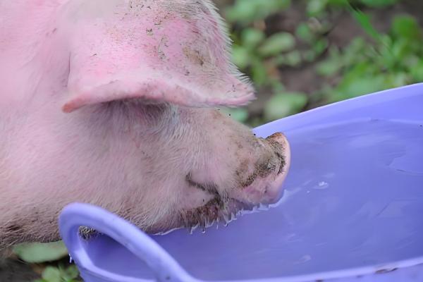 猪中暑的原因,可能是持续高温所致