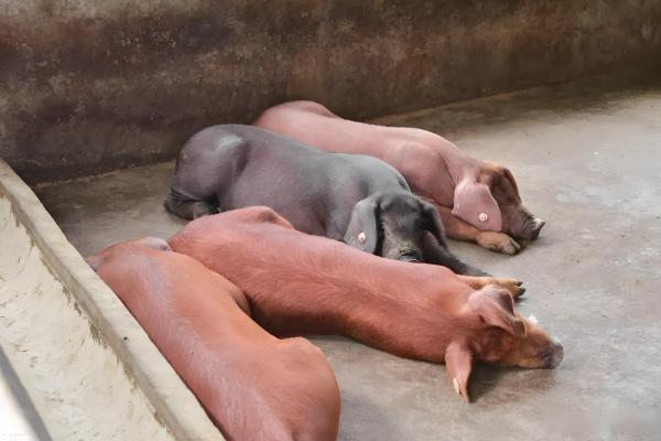 猪中暑的原因,可能是持续高温所致