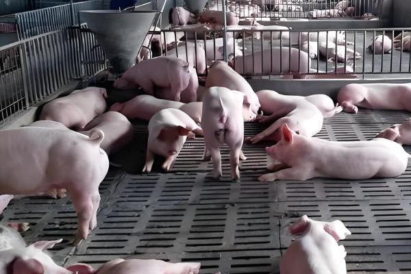 猪中暑的原因,可能是持续高温所致