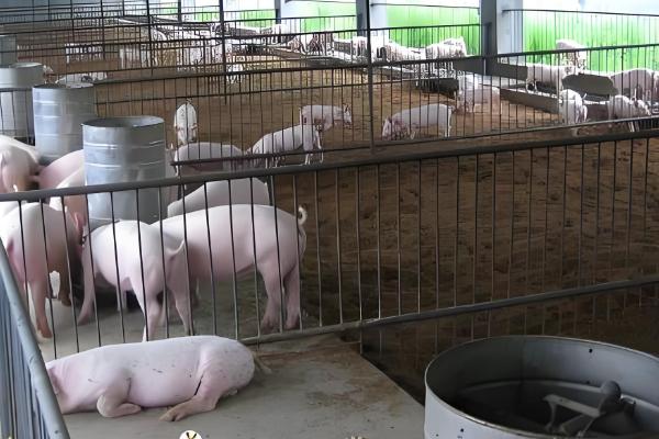 猪中暑的原因,可能是持续高温所致
