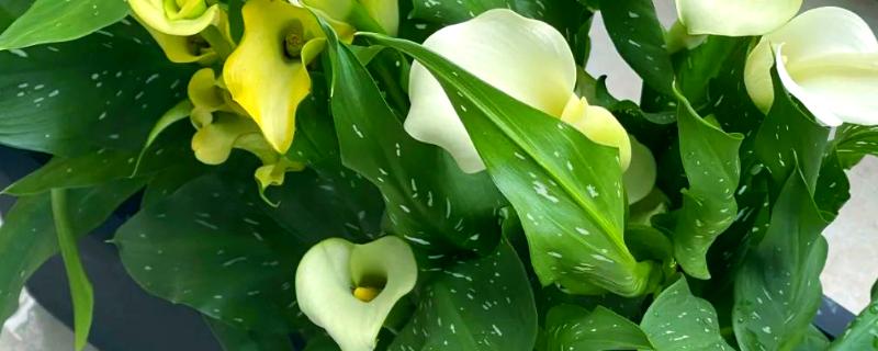 马蹄莲有什么品种，银星马蹄莲、黑心马蹄莲等品种很常见