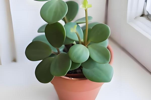 电脑宝宝怎么养殖，春夏秋季节要接受散射光