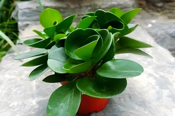 电脑宝宝怎么养殖，春夏秋季节要接受散射光