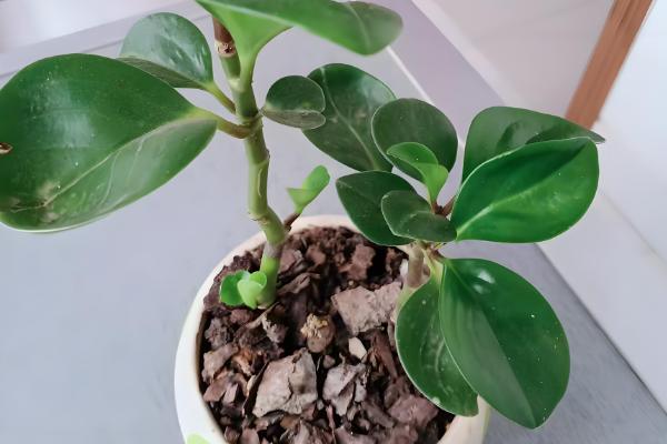 电脑宝宝怎么养殖，春夏秋季节要接受散射光