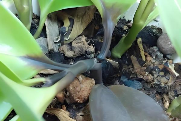 电脑宝宝怎么养殖，春夏秋季节要接受散射光