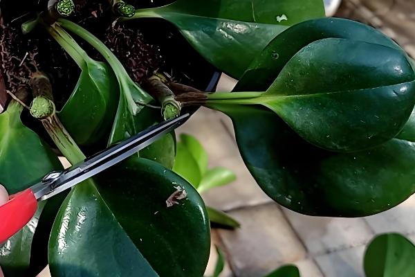 电脑宝宝怎么养殖，春夏秋季节要接受散射光