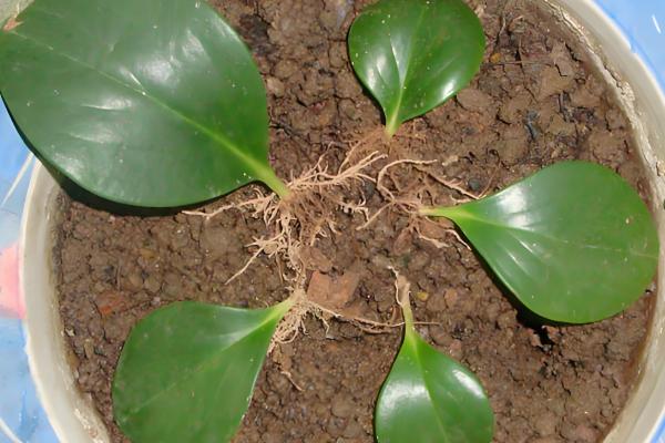 电脑宝宝怎么养殖，春夏秋季节要接受散射光