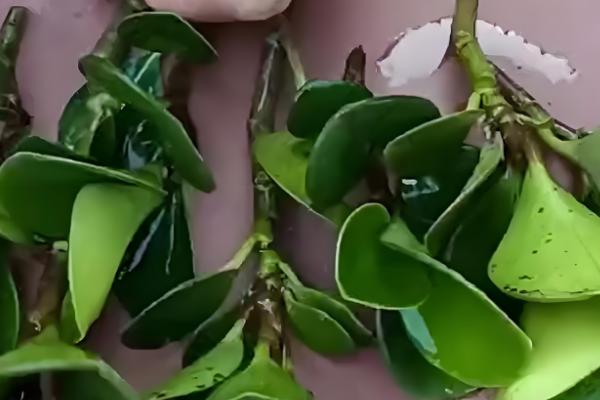 电脑宝宝怎么养殖，春夏秋季节要接受散射光