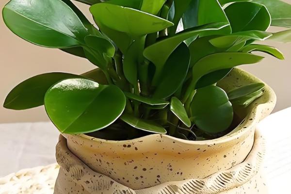 电脑宝宝怎么养殖，春夏秋季节要接受散射光