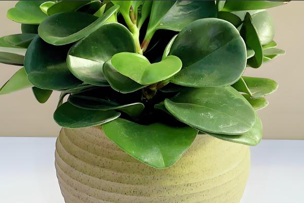 电脑宝宝怎么养殖，春夏秋季节要接受散射光