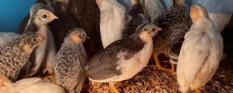 芦丁鸡是不是每天都下一个蛋，雏鸡饲养50天以后每天均可产蛋