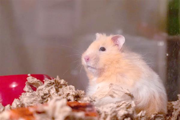 仓鼠简介，是哺乳纲噬齿目动物