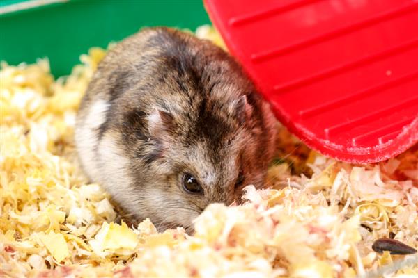 仓鼠简介，是哺乳纲噬齿目动物