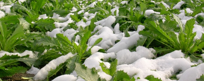 雪菜种植多少天可以成熟，取决于种植时间