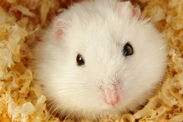 仓鼠简介，是哺乳纲噬齿目动物