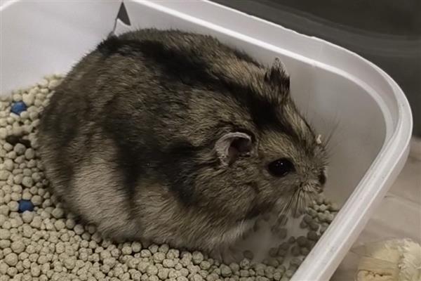 仓鼠简介，是哺乳纲噬齿目动物