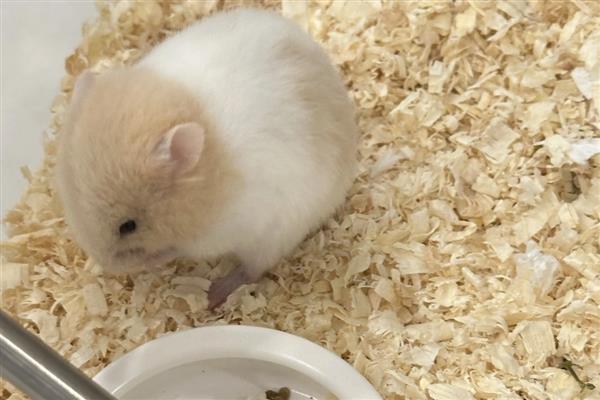 仓鼠简介，是哺乳纲噬齿目动物