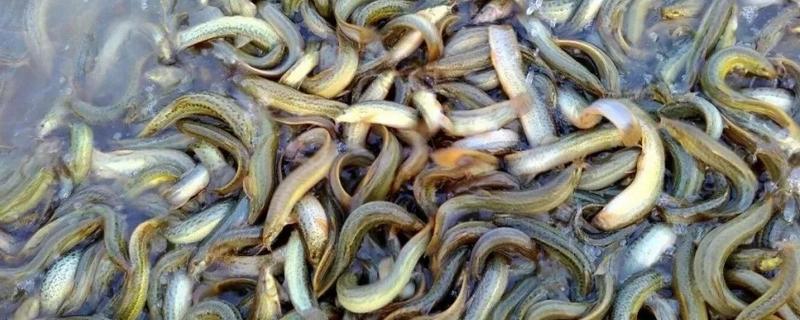 泥鳅的形态特征，其身体较小而细长