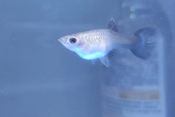 怀孕的鱼死了小鱼能活吗，如果是卵生鱼则没有影响