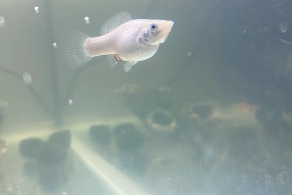 怀孕的鱼死了小鱼能活吗，如果是卵生鱼则没有影响