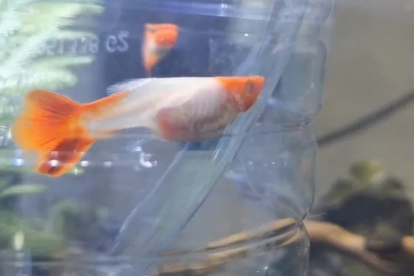 怀孕的鱼死了小鱼能活吗，如果是卵生鱼则没有影响