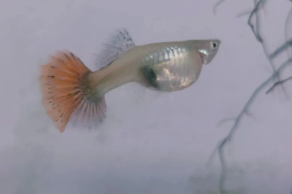 怀孕的鱼死了小鱼能活吗，如果是卵生鱼则没有影响