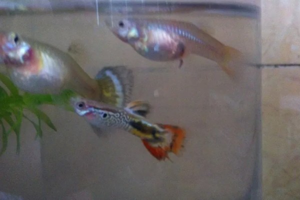 怀孕的鱼死了小鱼能活吗，如果是卵生鱼则没有影响