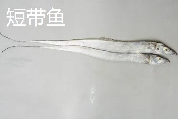 野生带鱼和养殖带鱼有什么区别，性情、鳞片、食性等方面均不同