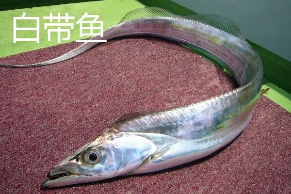 野生带鱼和养殖带鱼有什么区别，性情、鳞片、食性等方面均不同