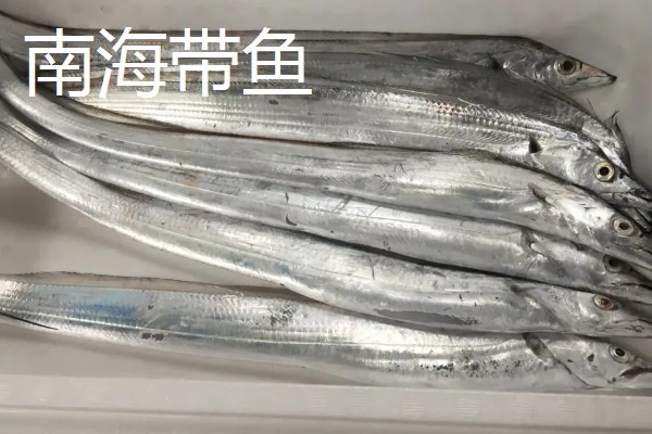 野生带鱼和养殖带鱼有什么区别，性情、鳞片、食性等方面均不同